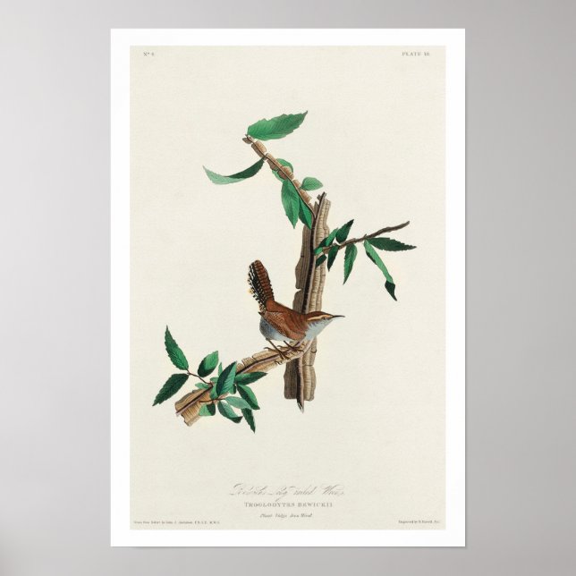 Bewick's Wren by Audubon Poster (Frente)