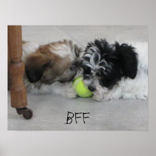 BFF - Melhores Amigos - Poster de Puppy