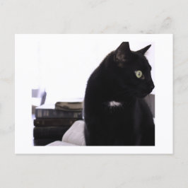 Bíblias e impressão de cartão postal de gato preto