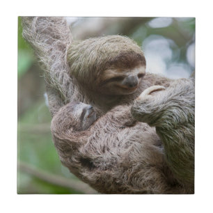 Bicho-preguiça Bebê com Mãe Pendurada em uma Árvor