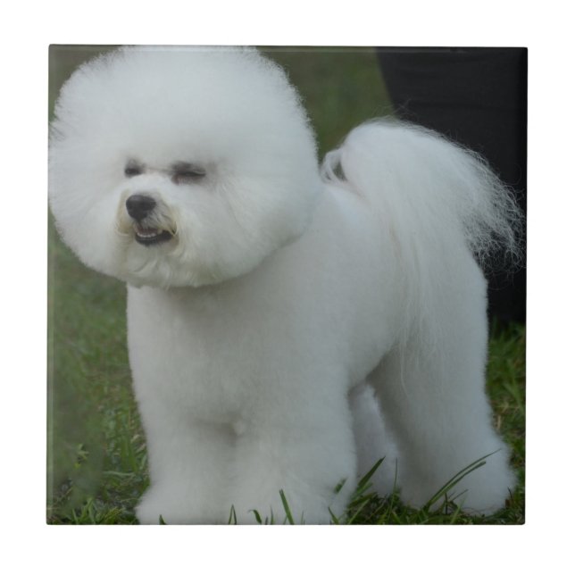 Bichon adorável (Frente)