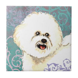 Bichon elegante Frise