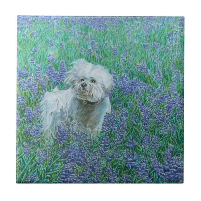 Bichon Frise (Frente)