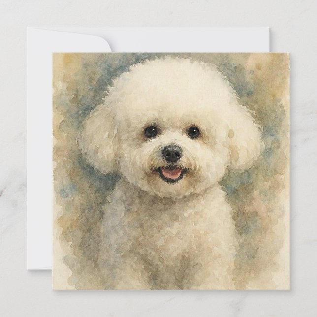 Bichon Frisé (Frente)