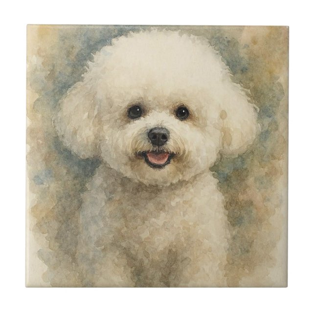 Bichon Frisé (Frente)
