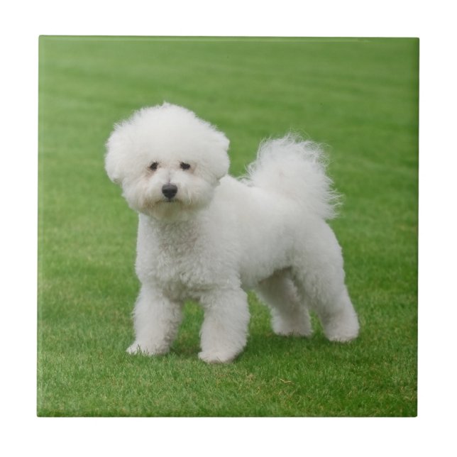 Bichon Frise (Frente)