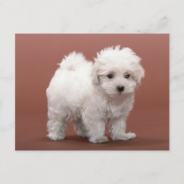 Bichon Frise Cartões De Papoila, Póspalos, Present (Frente)