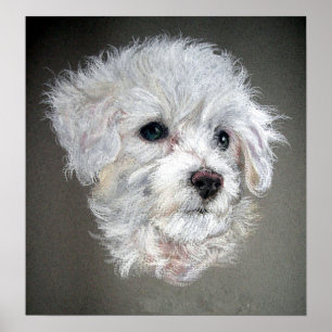Bichon Frise Dog Portrait Poster
