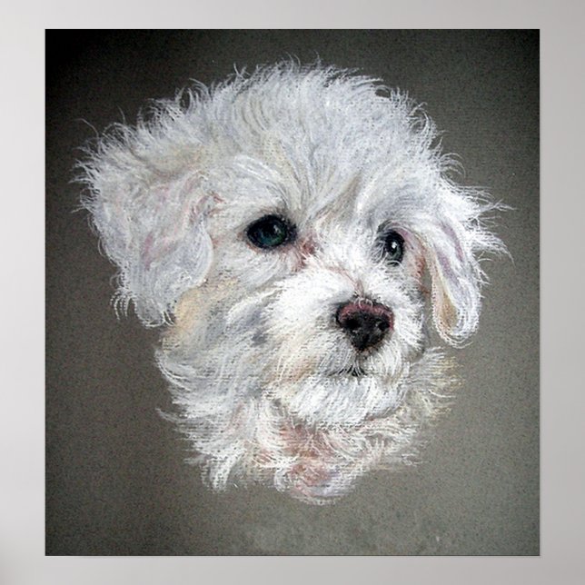 Bichon Frise Dog Portrait Poster (Frente)