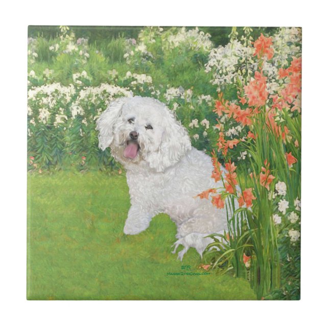 Bichon Frise Fantasia Coral (Frente)