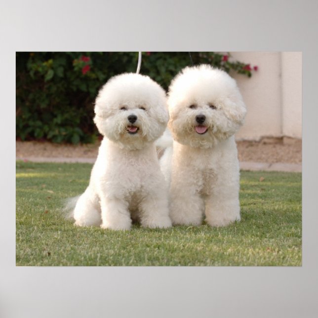 Bichon Frise Impressão (Frente)