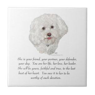 Bichon Frise Lembrança FÊMEA