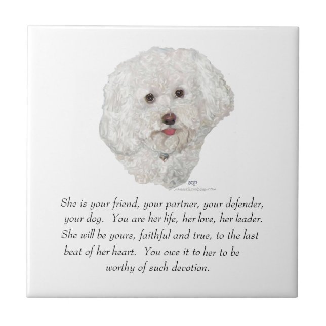Bichon Frise Lembrança FÊMEA (Frente)