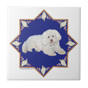 Bichon Frise Náutico