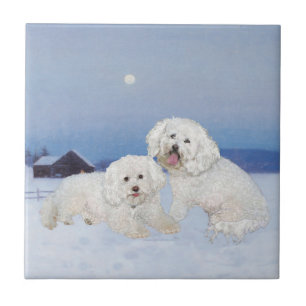 Bichon Frise Noite de Dezembro