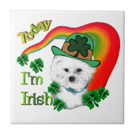 Bichon Frise St Patricks