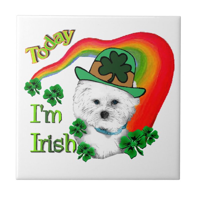 Bichon Frise St Patricks (Frente)