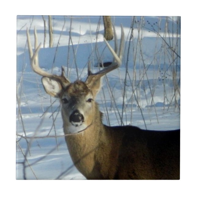 Big Buck Winter (Frente)