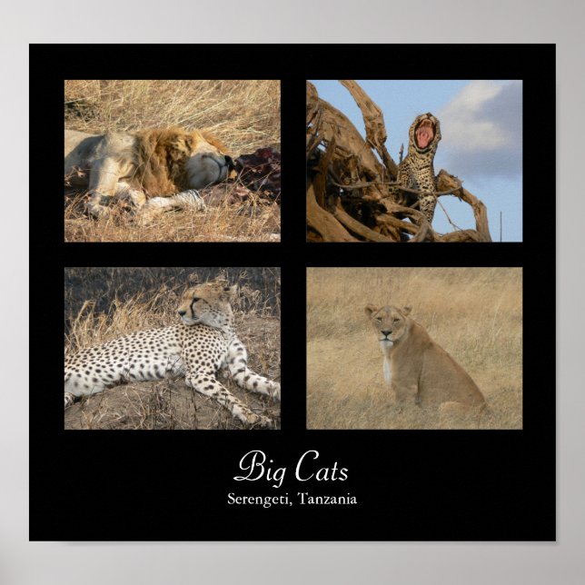 Big Cats - Serengeti, Tanzânia Poster (Frente)