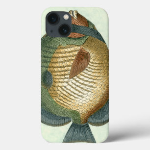Big Colorful Fish