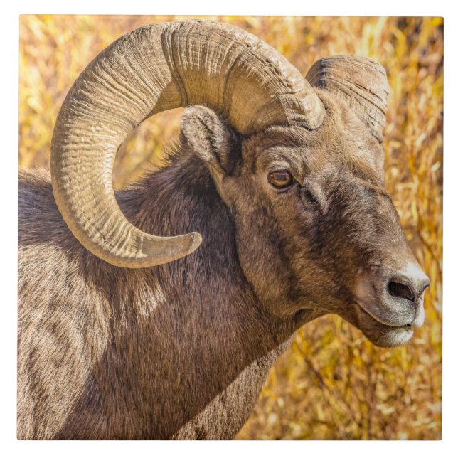 Big Horn Ram (Frente)