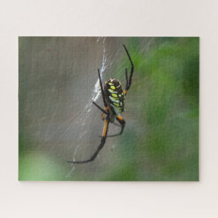Big Orb Weaver Spider no Quebra-cabeça Web Nature