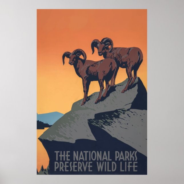 Bighorn Sheep Sunset Poster (Frente)