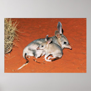 Bilby e Baby Resting no Poster do deserto