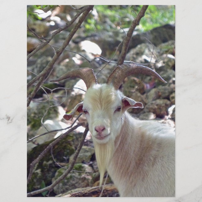 Billy Goat (Frente)