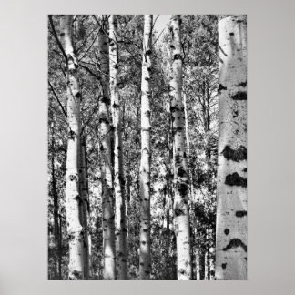 Birch Grove Poster