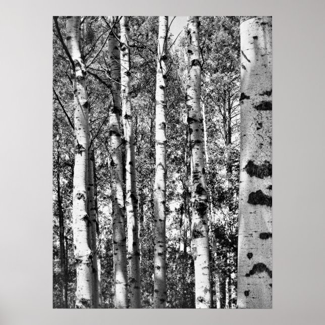 Birch Grove Poster (Frente)