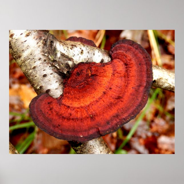 Birch Mazegill Fungus Poster (Frente)