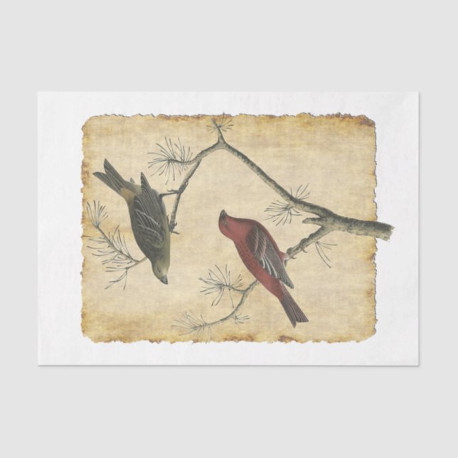 Bird 34 Papel Tecido de Decoupage (Frente )