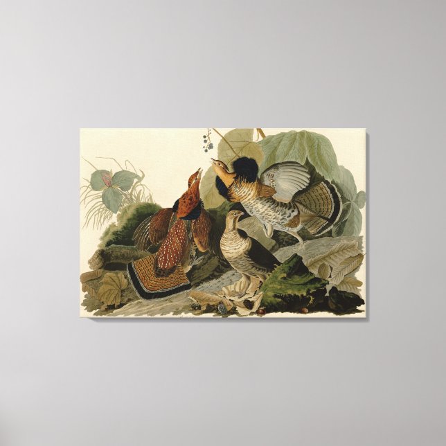 Bird, America, Ruffed Grouse, Audubon, Canvas (Frente)