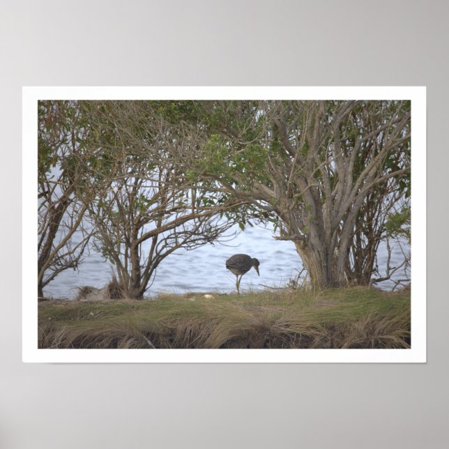 Bird at the Refuge Poster (Frente)