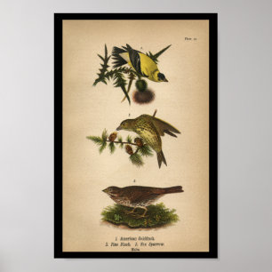 Bird Impressão American Goldfinch 1890