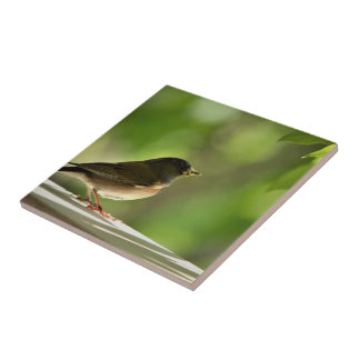 Bird in green leaves background