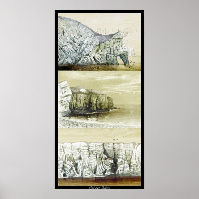 Bird Life Poster ~ Cliff Habitat (Frente)