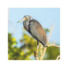 Bird Perfect 12 x 12 Metal Wall Art