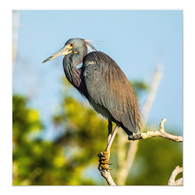 Bird Perfect 19,79 x 20,45 Kodak Pro Foto (Frente)