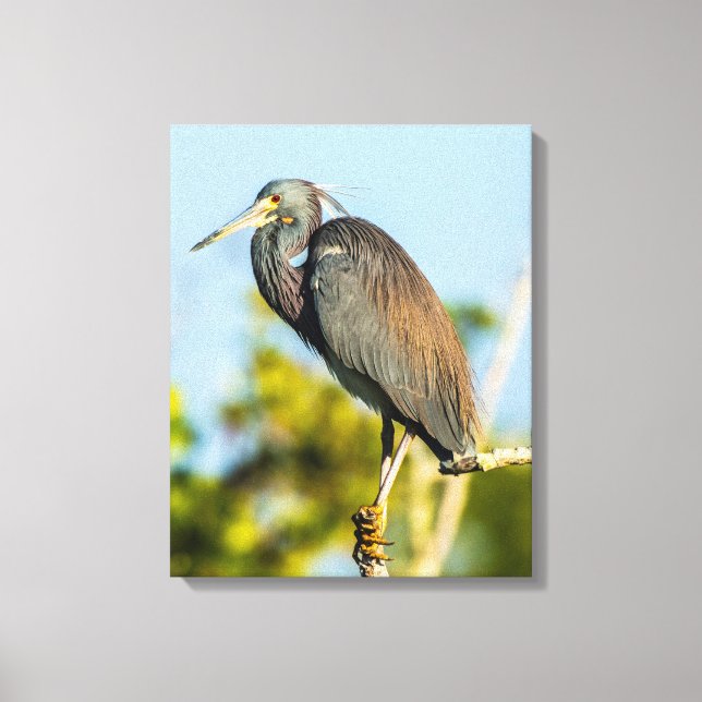 Bird Perfect 35,70 x 37 Impressão em Tela Esticada (Frente)