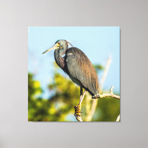 Bird Perfect 35,70 x 37 Impressão em Tela Esticada