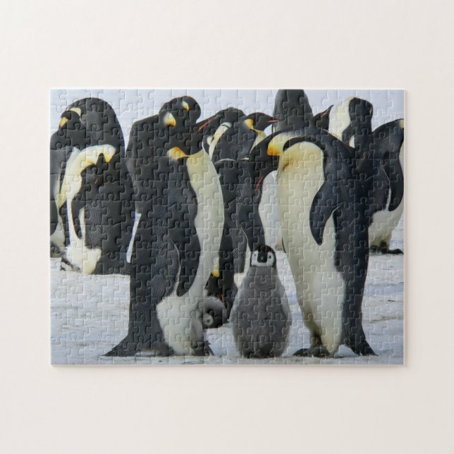 Bird Quebra-cabeça Fotografia da Melhor Vida Selva (Horizontal)