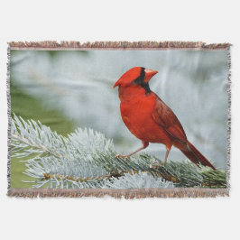 Bird red_blanket manta