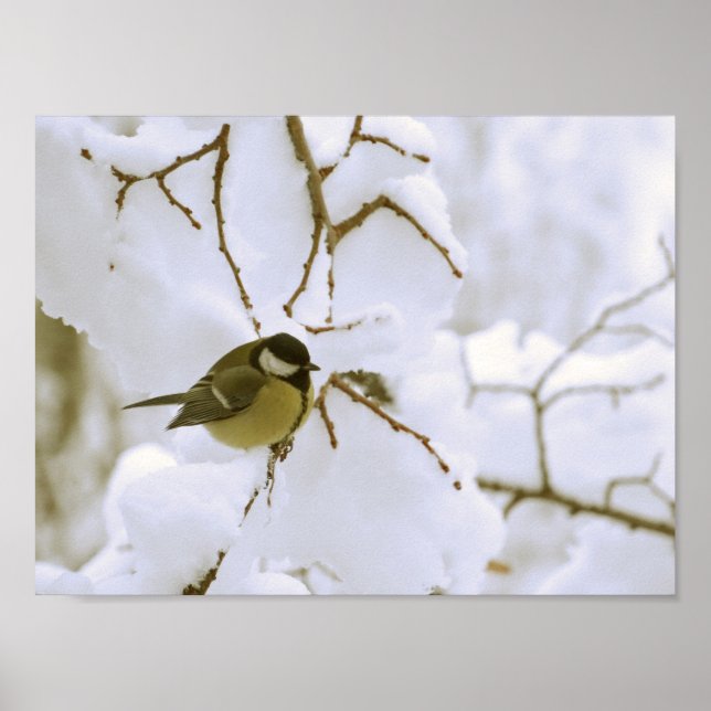 Bird Winter Photo Value Poster Paper (Matte) (Frente)