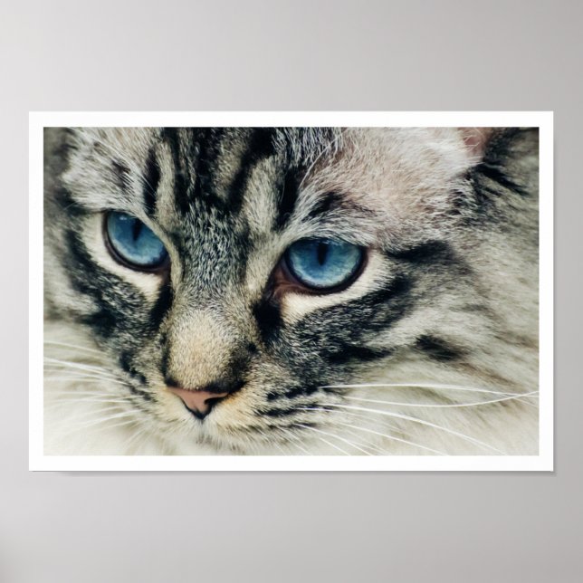 Birman Cat Face Close-up Impressão (Frente)
