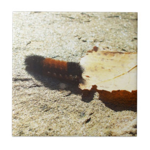 Birthday-Wooly Bear Caterpillar