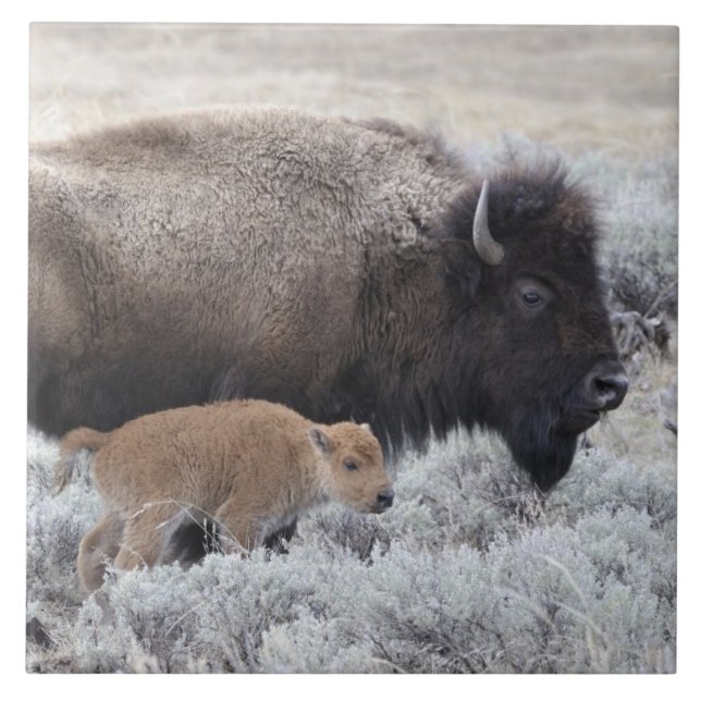 Bisão Vaca e Bezerro, Yellowstone (Frente)