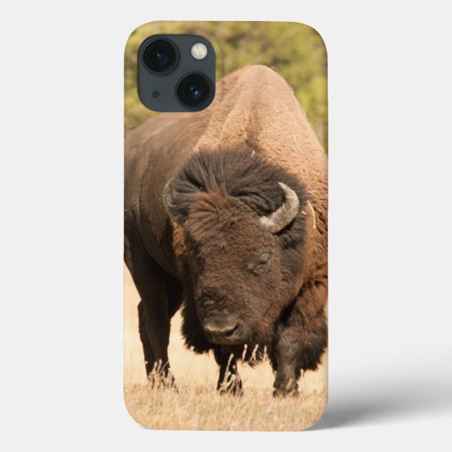 Bison (Verso)