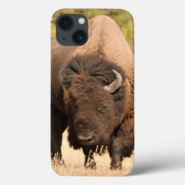 Bison (Verso)